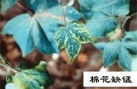 棉花缺肥症状-缺锰